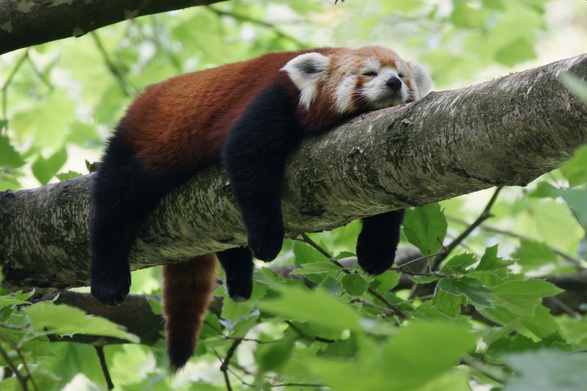 AnimalPlanet's tweet photo. This panda knows how to celebrate #NationalRelaxationDay 😎

Red pandas spend most of their day lounging in the trees to conserve their energy, as they’re most active in the early morning and late afternoon.

📷: Holger Ströder

#POTD #PhotoOfTheDay #RedPanda https://t.co/Il8lhu9JdH