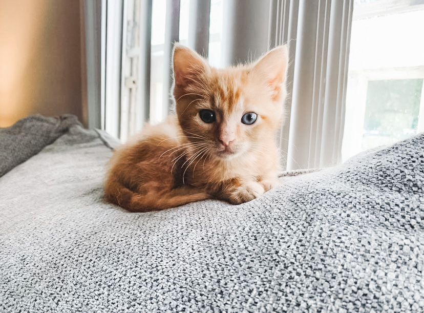 Halbert is welcoming the weekend with some paws and relaxation this #FelineFriday!  #RoyalCaninKittens #Cat2Vet

📷: @ellentrentham