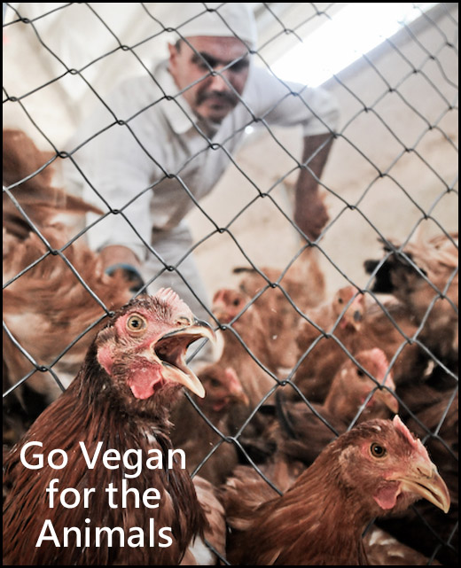 Go Vegan for the Animals