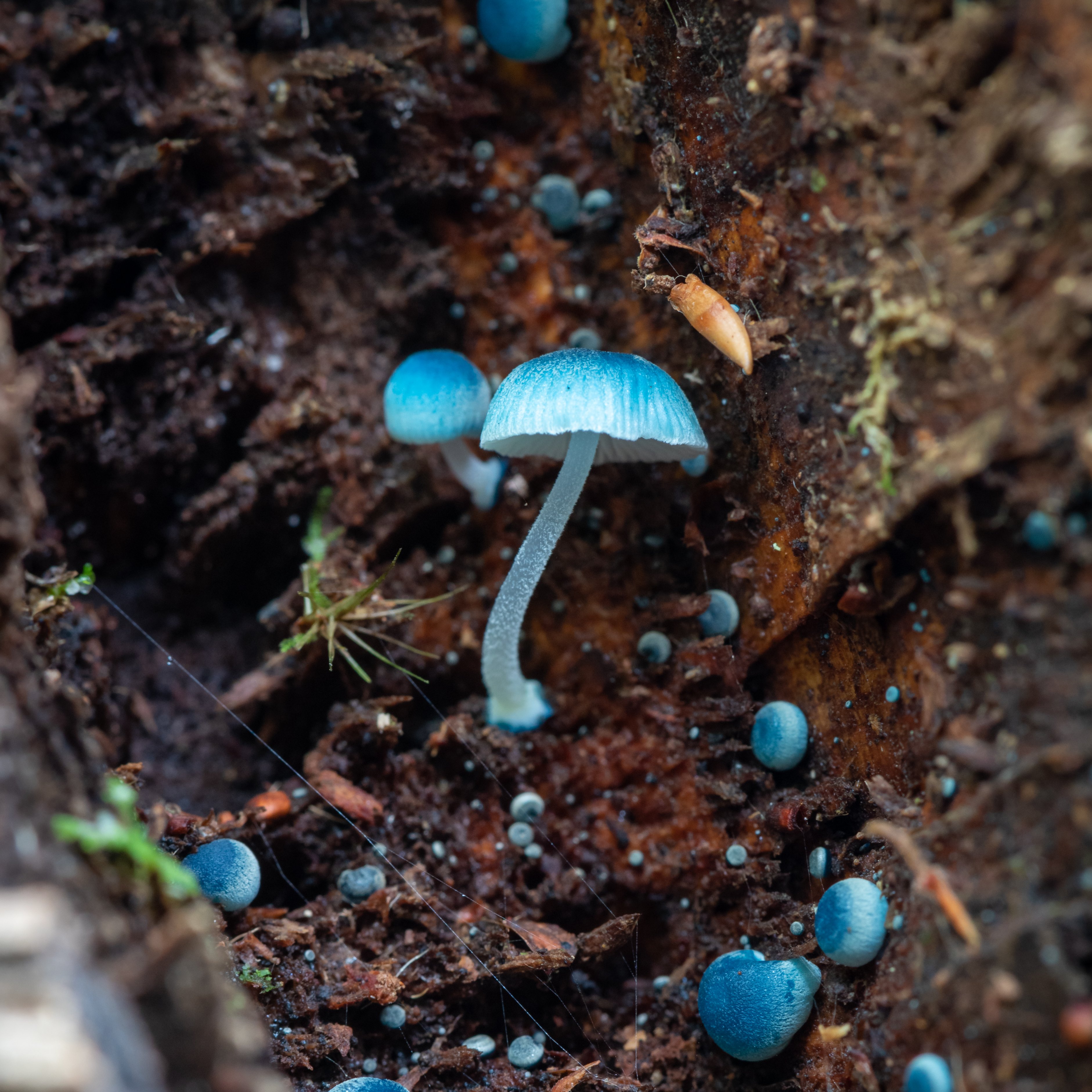 Science Channel on Twitter: "These tiny blue mushrooms are known as Mycena  interrupta or Pixie's Parasol fungi. These mushrooms can be found in small  colonies on rotting, moist wood in rainforests, or