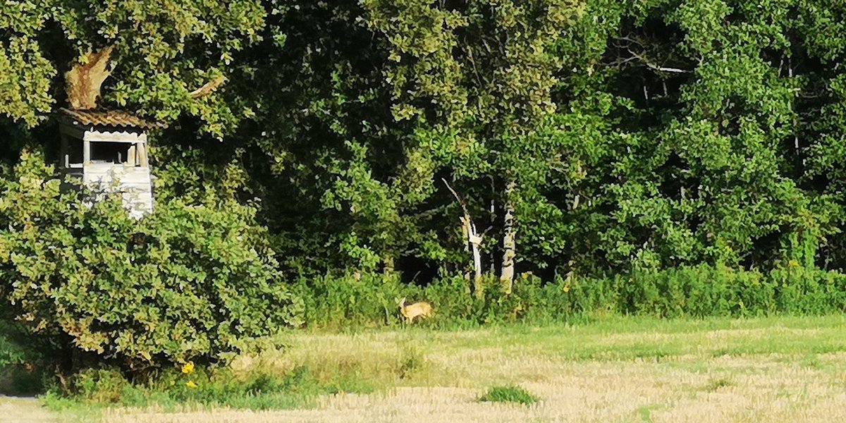 I'm waiting for Red Deer, but...

#Hunting #Hunter #Jagd #Jäger #Jakt #Jagt #Chasse #Caza #Caccia #Vadász #Lovec #Lovac #mauserm18 #Pulsar #FN155 #pulsarnightvision #ifeelsLOVEnia 🇸🇮