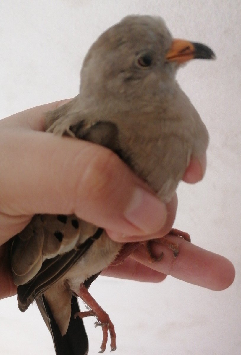 devoracarnero8's tweet photo. Debes en cuando en mi ventana llegan a chocar muchos pajaros pero es raro que los atrape,aqui algunas capturas exitosas 🐦🍽️ https://t.co/wlOBXi17S2