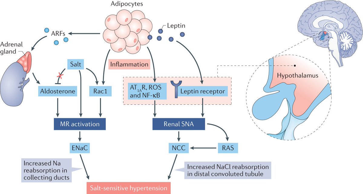 NatRevNeph's tweet image. Mechanisms of obesity-induced salt-sensitive hypertension. go.nature.com/2NZbI0l