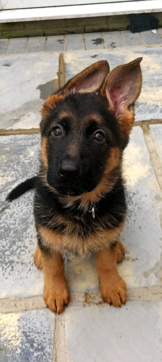 Lovely puppy.
.
.
.
.
#GermanShepherdDogbreed #germanshepherdpuppy #germanshepherd #germanshepherdlife #germanshepherdworld