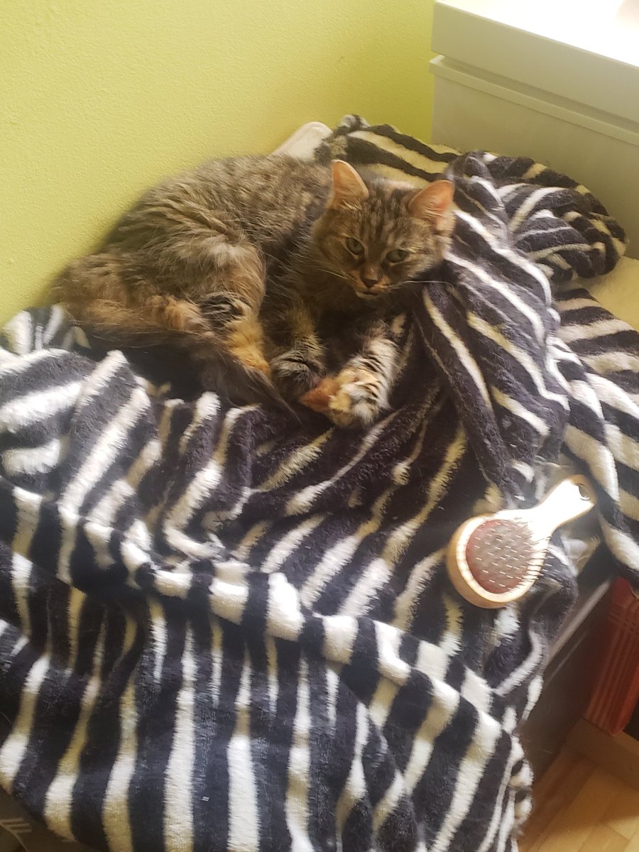 JesseLeduc's tweet image. #Jayne In Her #Bed With Her #Brosse #Cuz #LaGrandeFille ❤ #Daughter #Cat #Love #LeDuCat