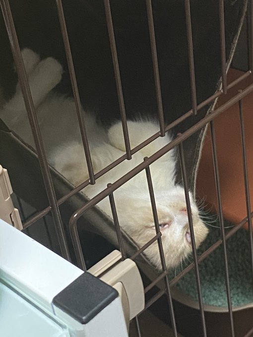 妖怪がいるんですけど…
#プーちゃん日記 