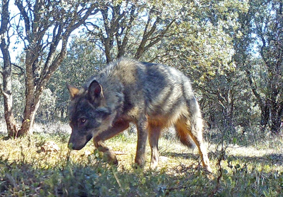 Viernes 13 de Agosto, Día Internacional del Lobo. Mientras en España se siga permitiendo y autorizando la muerte de esta joya de nuestra fauna mediante caza y controles, poco que celebrar. cc <a href="/Teresaribera/">Teresa Ribera</a> <a href="/mitecogob/">Transición Ecológica y Reto Demográfico</a>
#InternationalWolfDay