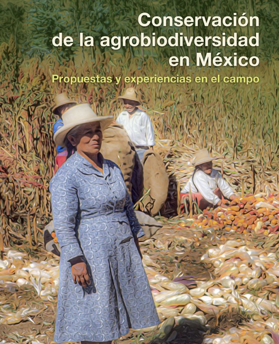 CONABIO's tweet photo. Ya puedes descargar gratis el libro "Conservación de la agrobiodiversidad en México, Propuestas y experiencias en el campo"

https://t.co/ZzGCmcruZc https://t.co/dmeDlqRBNa