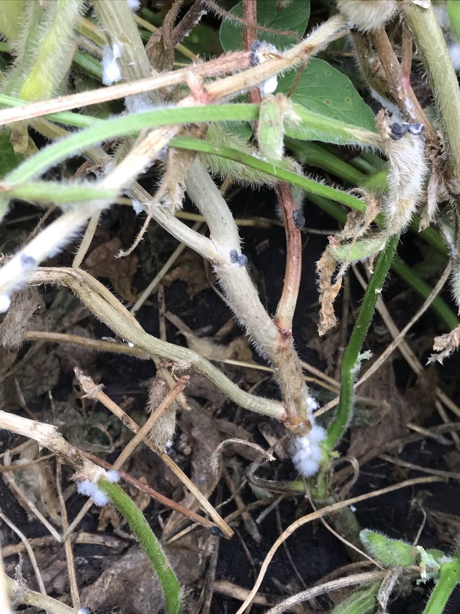 Quite a bit of White Mold showing up after heavy rains this week in NW IL as well where rainfall has been plentiful. Start scouting.
