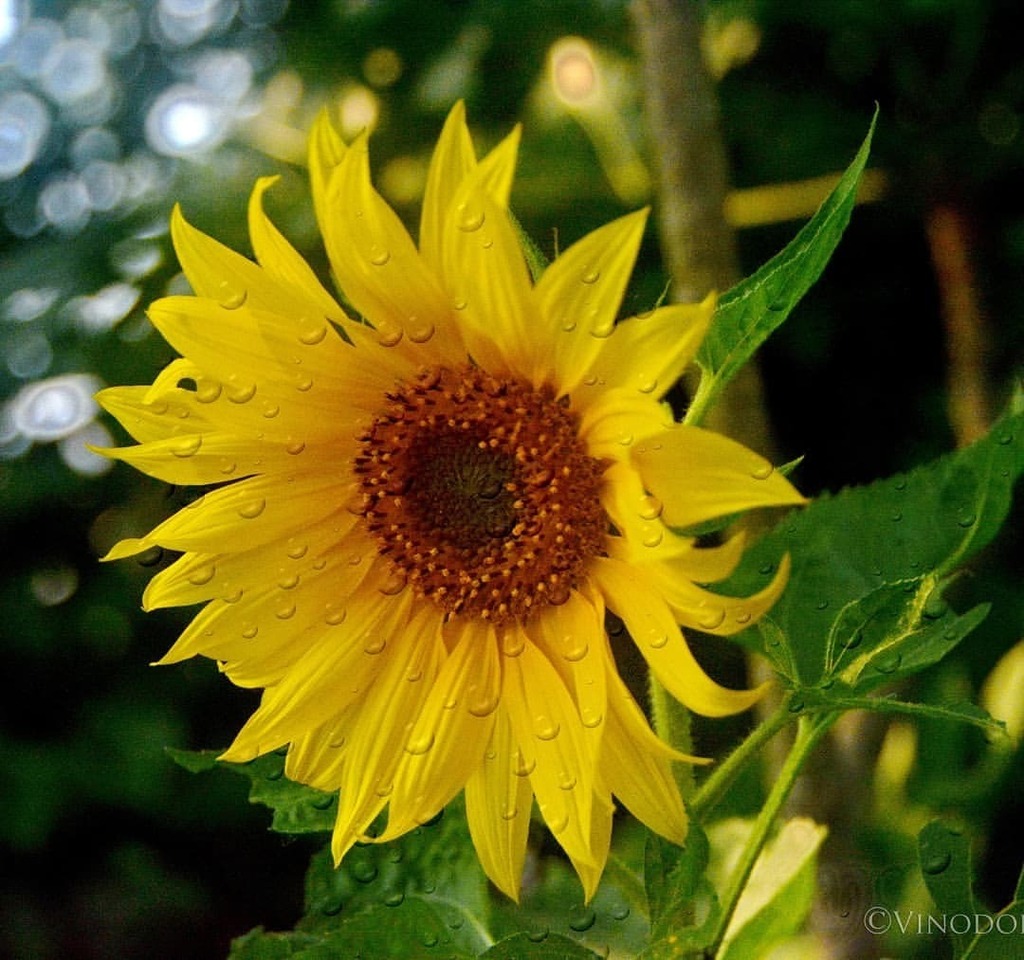 Wherever life plants you, bloom with grace. – Old French Proverb

.

#sunflower #sunflowerfield #sunflowerlove #lory_and_flowers #lory_pastelflowers #eclecticshow #explore_floral #9vaga9 #jj_florals #fabulous_shots #ponyfony_flowers #top_favourite_flower… ift.tt/2VOdPbq