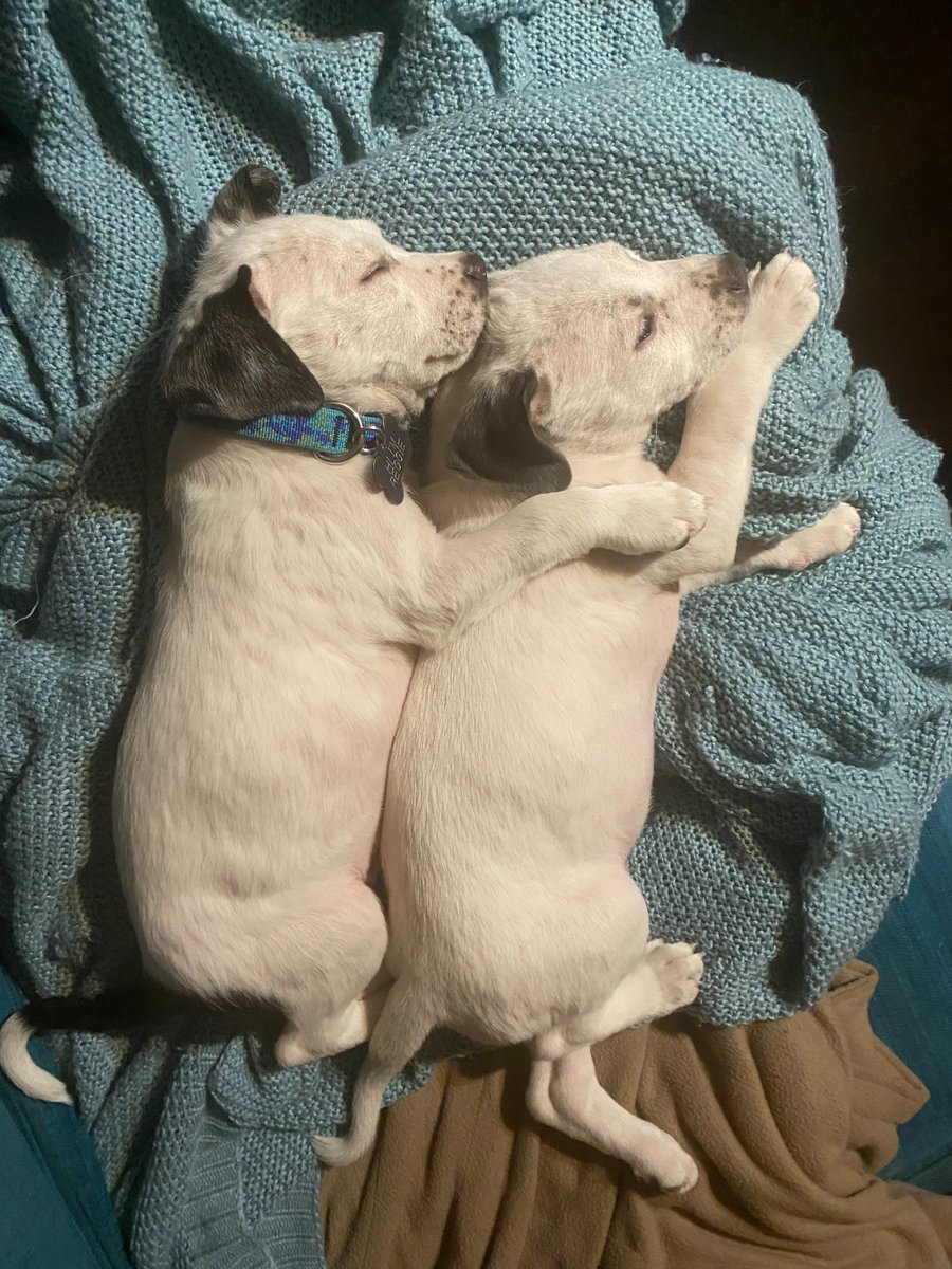 Get all your Friday afternoon jams today at 4! Bustin' out new tunes from Sufjan Stevens, Alicja Pop, JD Reager, Ty Segall and more. See you on the radio at 91.7 FM!

Puppy hug for attention.
