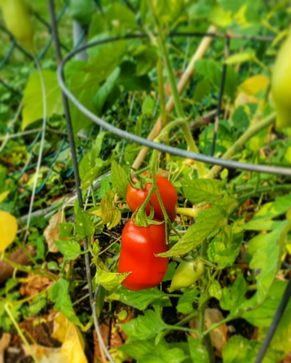 spokesmama's tweet photo. Taking the cat for a walk in the yard. The tomatoes &amp; blackberries seem to like the heat. #Smokepocalypse2021 #ClimateChangeInAction https://t.co/qxdZMv7qlP