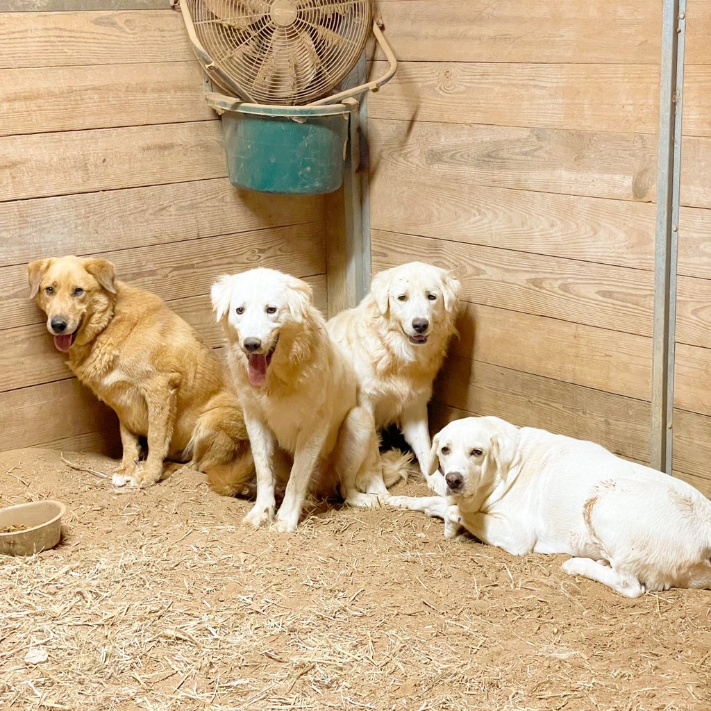 BluebonnetRescu's tweet photo. These are four of the feral dogs I work with every day. Left to right: Maynard (Pyr mix) Crush & Nemo (full Pyr brothers) and Tyana (spayed female mix who may be part Akbash or possibly white Anatolian) #feraldog #greatpyrenees #akbashdog #rescuedogs #bigwhitedog https://t.co/jk0UZCiVvp
