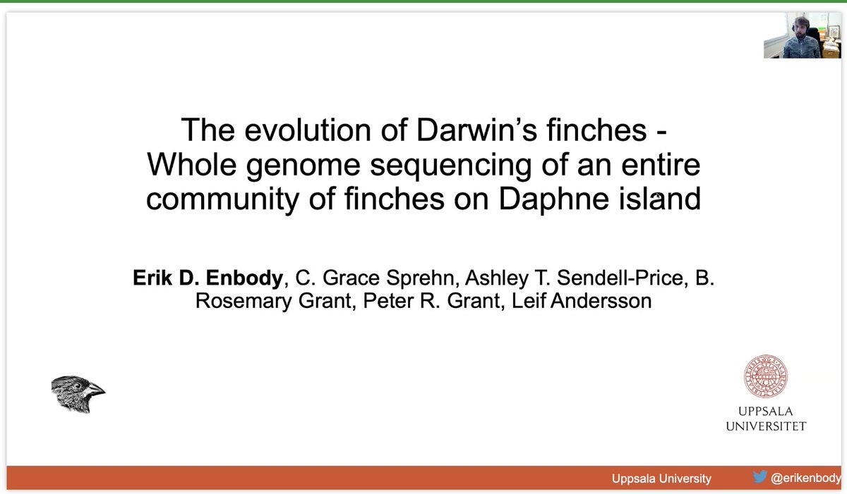 evornithology's tweet image. NBD just casual whole genomes for an entire island of finches by @ErikEnbody #2021AOS_SCO