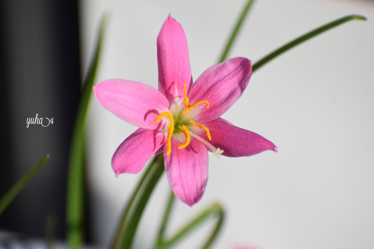 Workman Yuha4桑早安 一早起床就看到一邊太陽即將升起 另一邊則大雨不停落下 的景色google 翻訳yuha4さんおはようございます 朝目覚めると 片側に太陽が昇り 反対側に雨が降り 注ぐ風景が見えます