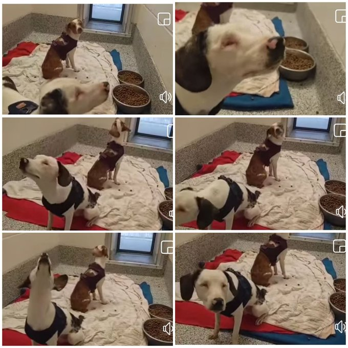 babar2's tweet photo. @carawil17888192 HERCULES & HELIUS NEED A NEW SAFE🏡 SO I AM HOPING & PRAYING THAT A #SANCTUARY OR A #FARM4ANIMALSINNEED WILL STEP UP & #SAVE THESE PRECIOUS 1&2YR.O #BLIND PUPS. Maybe have had some #guidedog training! #RESCUEBOTH #SAVEBOTH #BFFs #FOSTERINGSAVESLIVES #ADOPTUSTOGETHERPLEASE 💞💞 https://t.co/iAdHxLKnWM