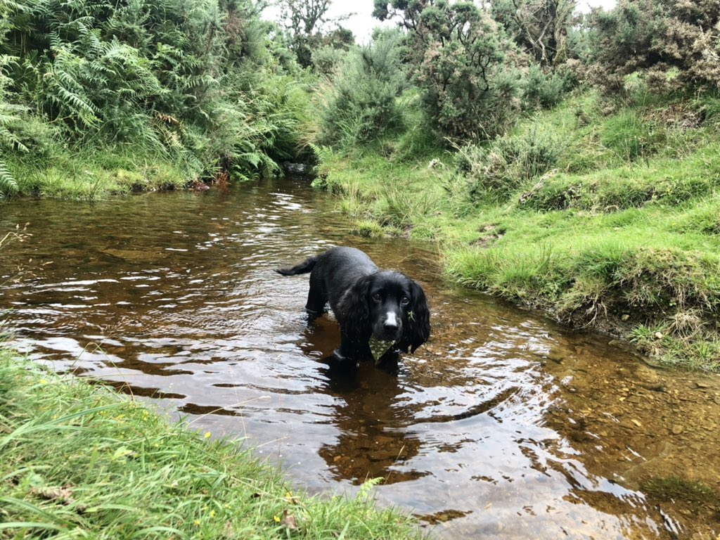 AlwaysDorasMum's tweet photo. Acceptable walkies and spashies pals 🐶 #PewTor #Dartmoor https://t.co/dcNWxWg078