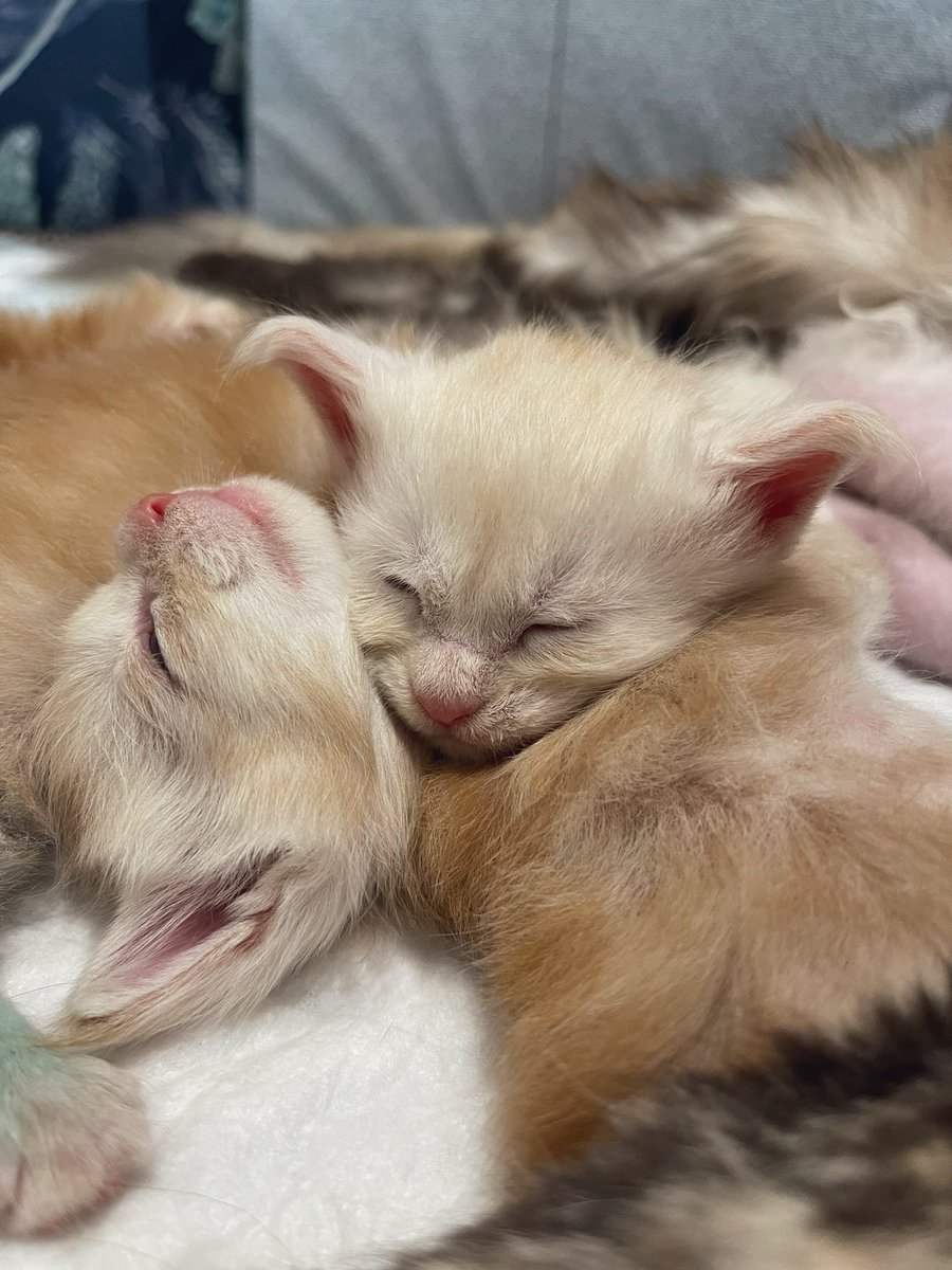 Ritter2601's tweet photo. Самая крупная девчонка и пацан с самым грустным взглядом🥺😍🥰 лапки в зеленке, чтоб хоть как-то их различать👀 спят всегда строго по цвету: абрикос с абрикосом, красные с красными и две ночные фурии🤤🔥 Но остальные банды уже в следующей публикации 😂 https://t.co/lTldyVszrF