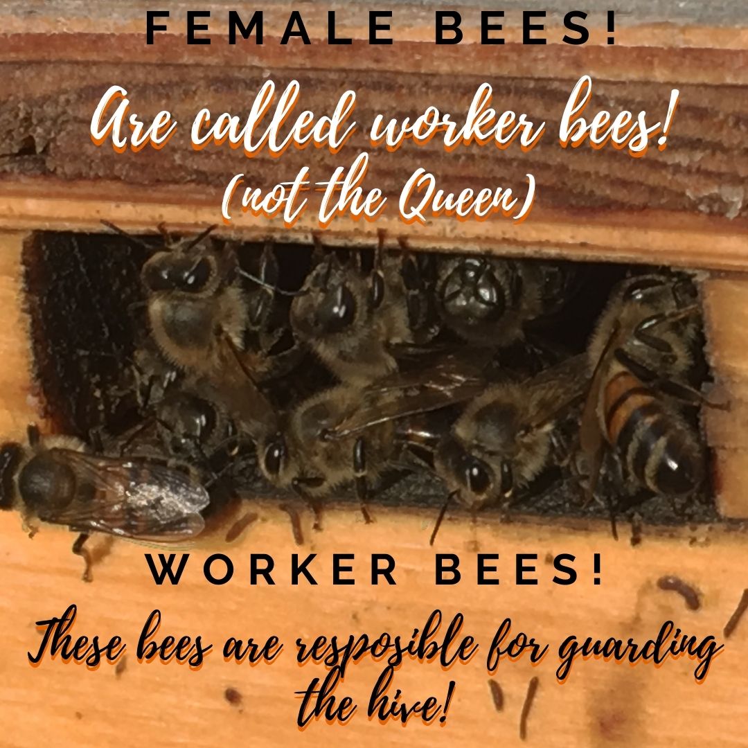 ProvincialEx's tweet photo. For today's #FarmFactFriday we're talking about ๐๐!
And we would "Bee" thrilled if you would like and share this post with all your friends!
#brandonmb #savethefairs #loveafair #beagproud #prairieproud #thankyoumbagdays #mbagriculture #bee #beekeeping #apiculture #bees https://t.co/lC4G1Rjsjb