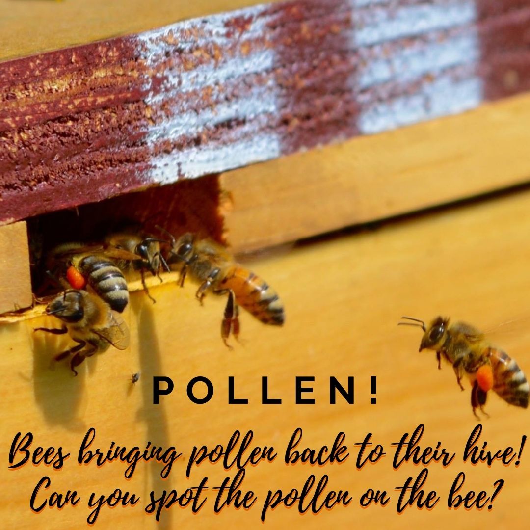 ProvincialEx's tweet photo. For today's #FarmFactFriday we're talking about ๐๐!
And we would "Bee" thrilled if you would like and share this post with all your friends!
#brandonmb #savethefairs #loveafair #beagproud #prairieproud #thankyoumbagdays #mbagriculture #bee #beekeeping #apiculture #bees https://t.co/lC4G1Rjsjb