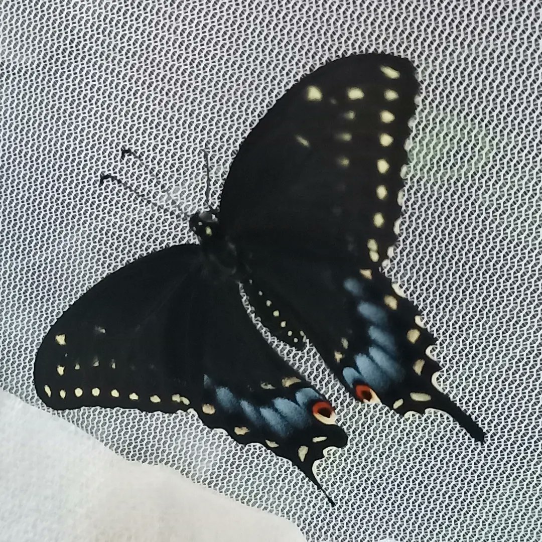 gquilts's tweet photo. She eclosed yesterday late, released her this AM. only have my overwintering chrysalis left.
.
.
#eclose #released #swallowtail #eclosed #chrysalis #butterflyeggs🐛 #butterfly #bbfly #pupate https://t.co/YmoBb7i2Tc