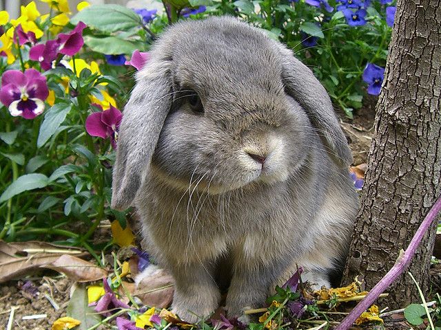 hourlybunnies's tweet photo. https://t.co/k8GtoHXawY
