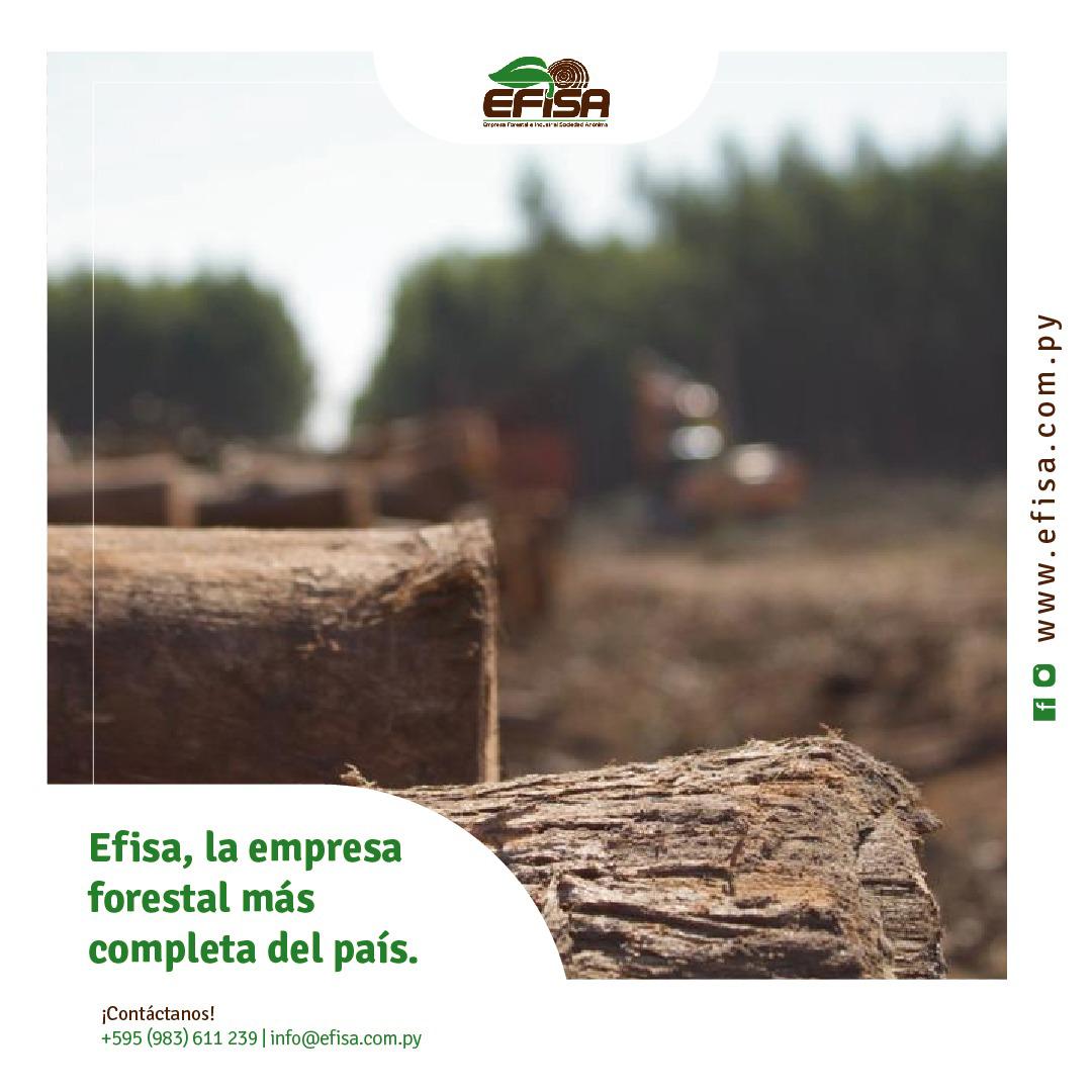 5DiasPy's tweet photo. #Efisa, fundada en el año 2012, es una empresa paraguaya de capital paraguayo-alemán que lidera el creciente sector forestal a nivel nacional. https://t.co/3TDEK2XzC6