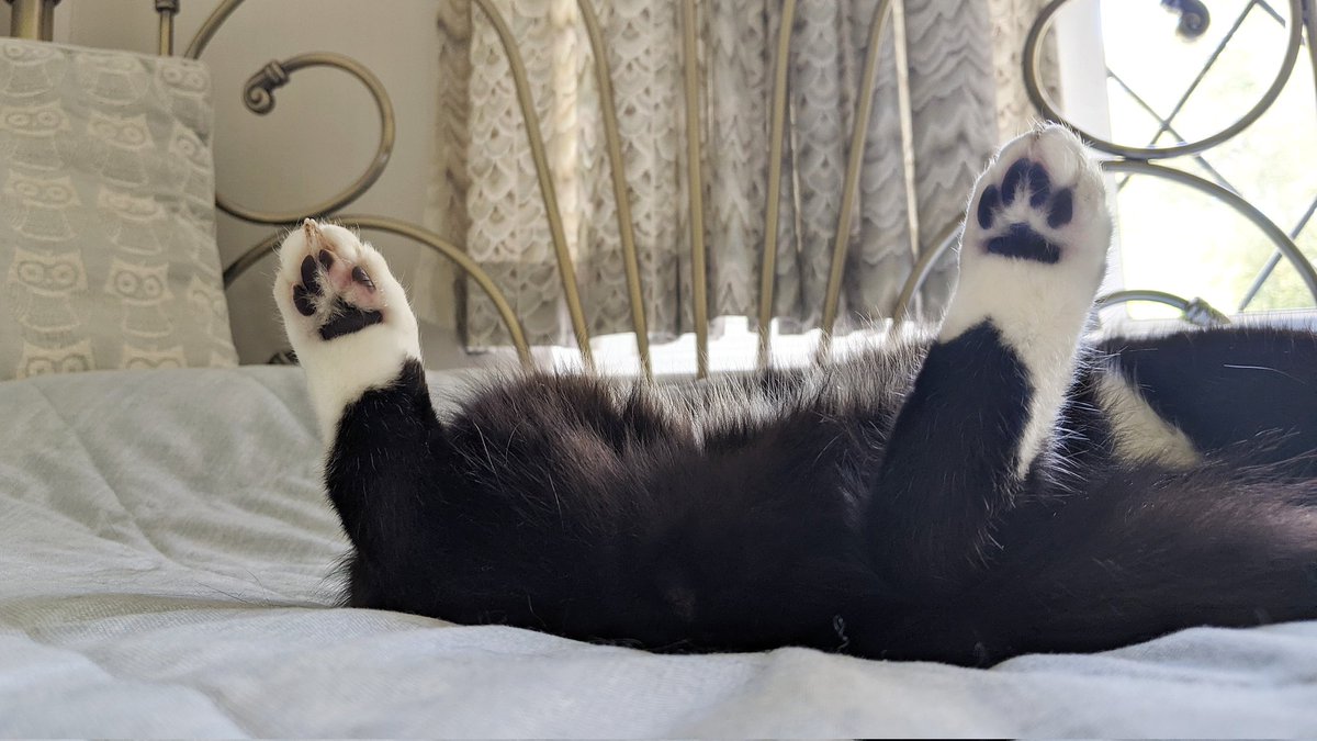 CuriousZelda's tweet image. 🏈