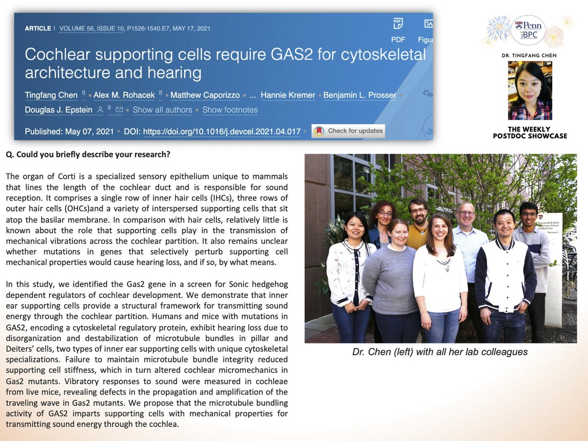 PennPPA's tweet photo. Her research work resulted in a May 2021 publication, “Cochlear supporting cells require GAS2 for cytoskeletal architecture and hearing” in @Dev_Cell .
In the first part of our #weeklypostdocshowcase, we asked @TingfangChen718 about her research. Read on to know more! https://t.co/Zgvv5WLgAI