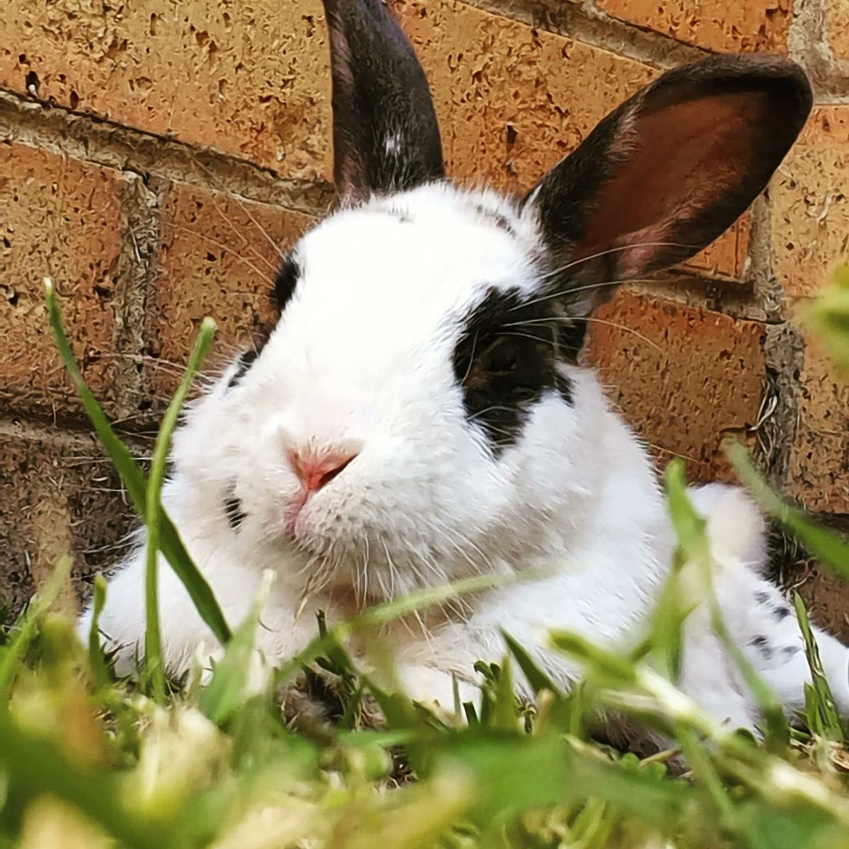 KatStevens_1979's tweet photo. @TheLadfromAus RIP Kiwi.
Love you always. My bunny man. ❤❤❤ only if my tears could lead me a path to to heaven #NeverForget https://t.co/bXAJTCKZVd