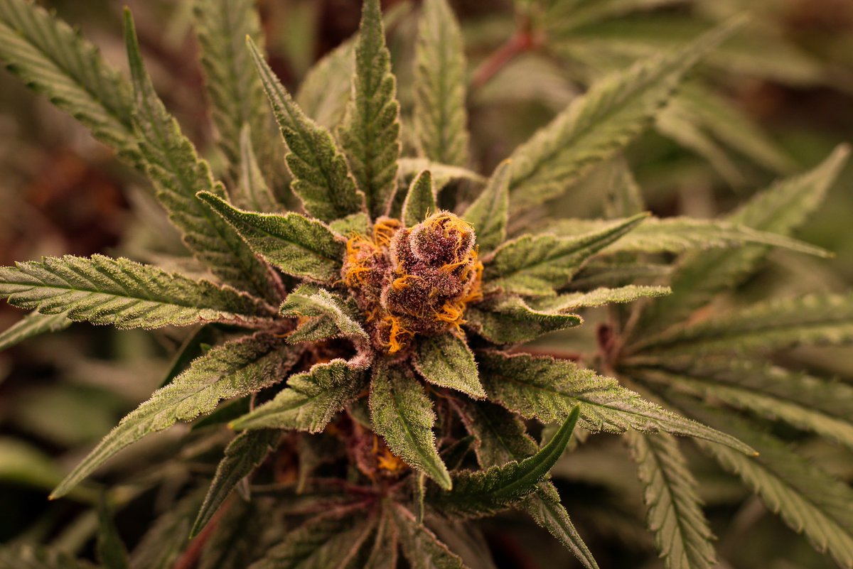 Grower Spotlight: TROPICANNA COOKIES!
🍃Strain Type: Hybrid (indoor grown)
💨Lineage: Tangie x GSC
👅Flavors: Citrus / Earthy / Floral
This bright bud packs a super delicious sour citrus profile, with a slightly sweet cookie exhale. #terrascendnj #kindtreecanna #flowertothepeople