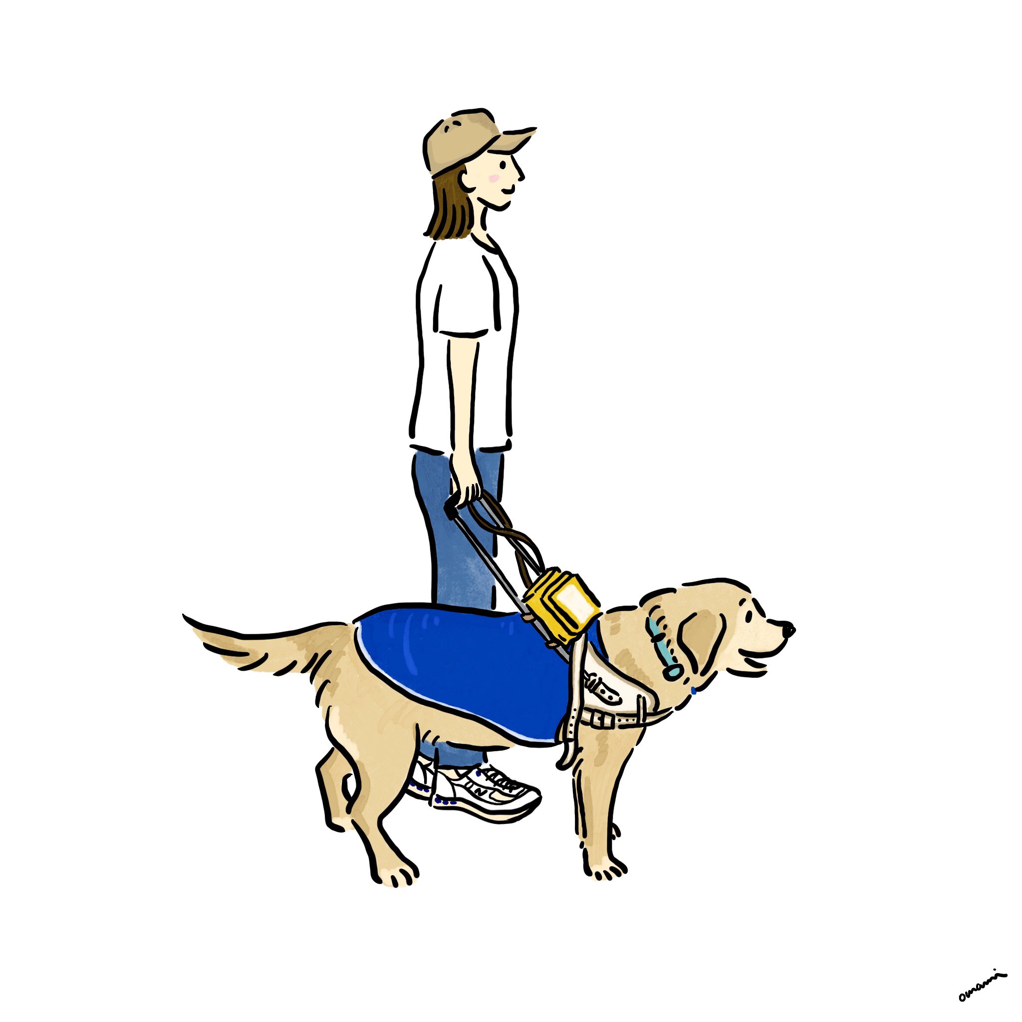 Twitter 上的 Omami 犬専門イラストレーター 盲導犬の訓練 すごい かしこい ありがとう 訓練士さんと楽しそうに訓練している姿に感動 感謝 盲導犬 補助犬 日本盲導犬協会 盲導犬総合支援センター ラブラドール イラスト イラストレーター 犬好きな人と