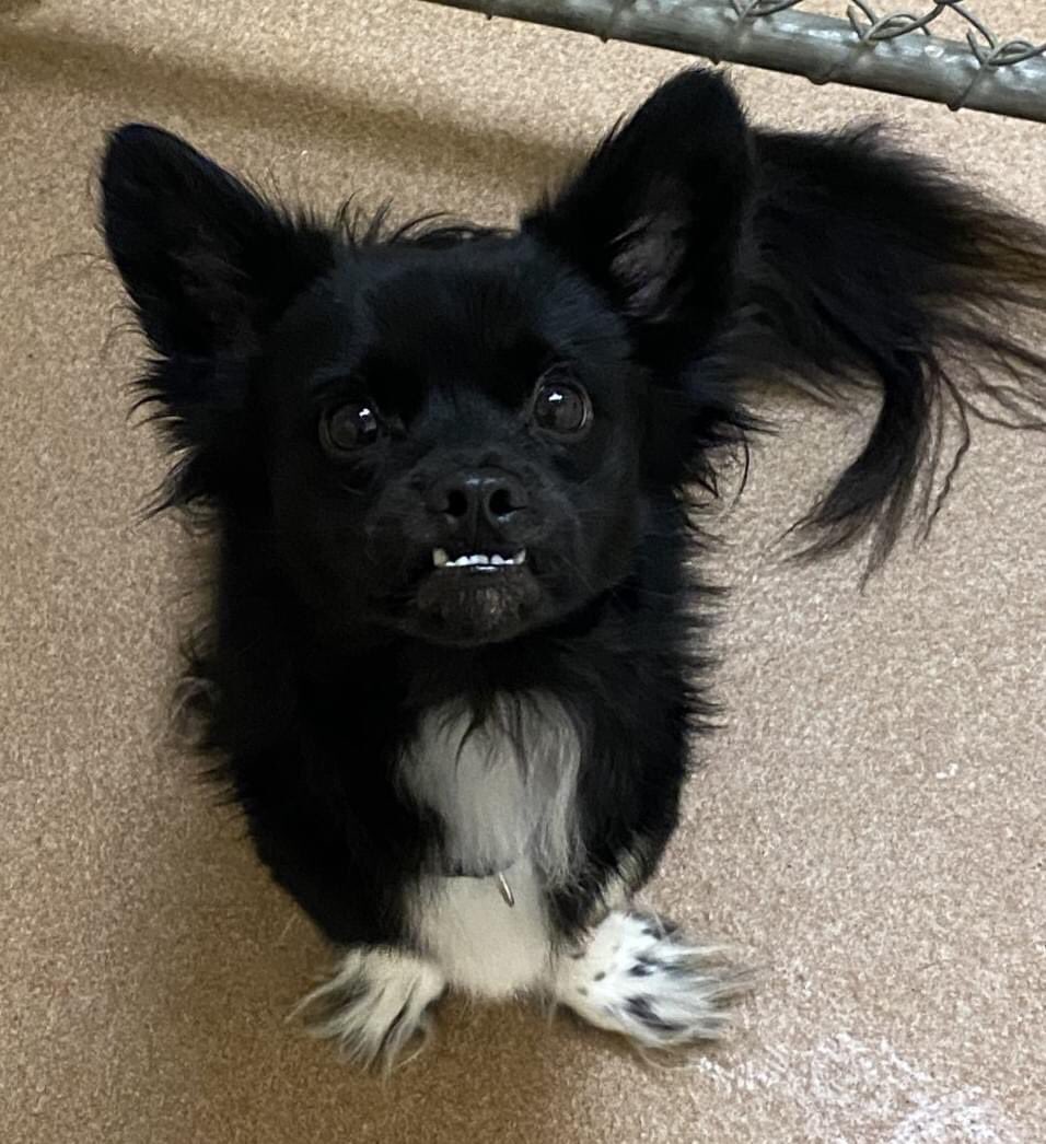 This absolutely adorable 2 year old petite spaniel mix is Tux outgoing &amp; playful. happy&amp; enthusiastic. available foster to adopt Pls like &amp; share to help him find the family♥ complete an application at pawsct.org @PaulPiorek <a href="/senatorduff/">Senator Bob Duff, Majority Leader, Connecticut</a> <a href="/NutmegClinic/">Nutmeg Spay Clinic</a> #dogsofpaws