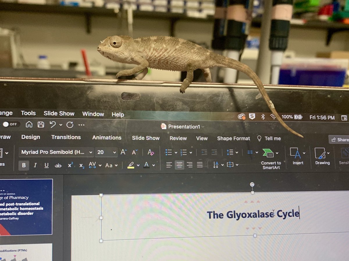 galliganlab's tweet photo. Meet George Michael! https://t.co/es5h4nspn7