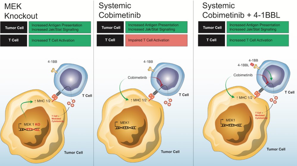MarkYarchoan's tweet photo. Excited to share our newest work on effects of MEK inhibition on the TME, published today in CIR:
https://t.co/EWz7hMKloi

👇Summary &amp; rationale for upcoming study of cobimetinib + atezolizumab + T cell agonist trial in #cholangiocarcinoma https://t.co/wJJyQhA7Kn