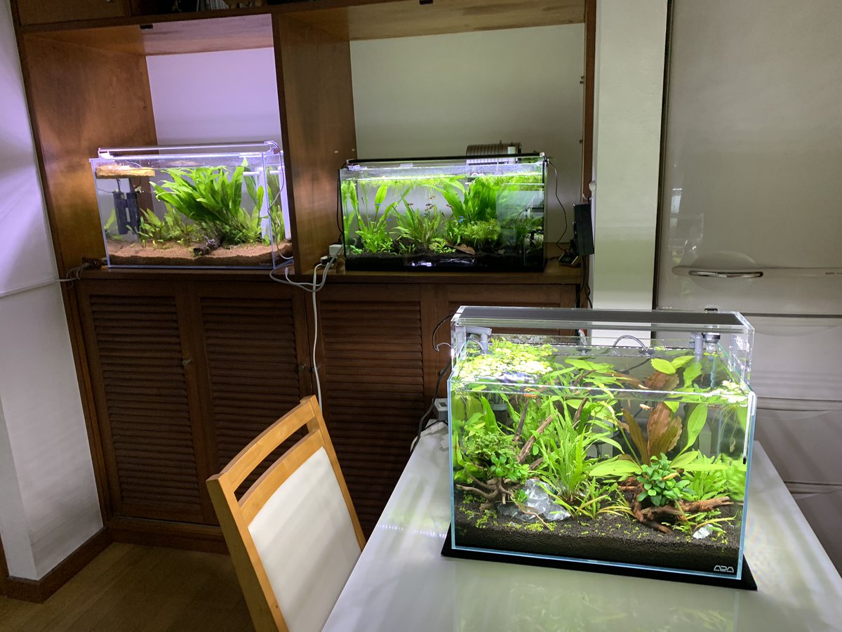 アカハライモリ 5piswmzskqredtt Twitter