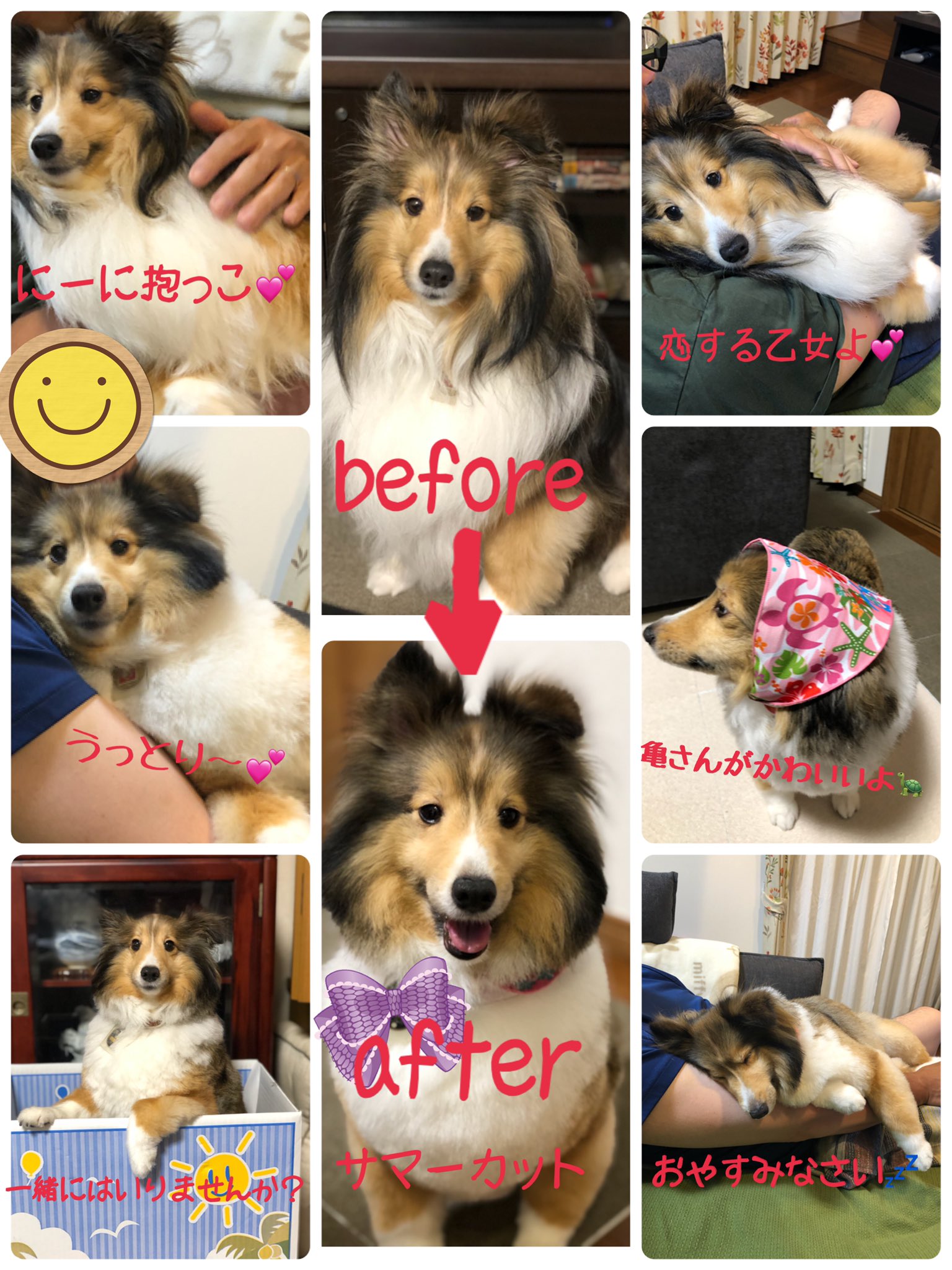 Kalys 誕生日からいままで すみれです ねーちゃんが結婚したので すみれもお引越し 苗字も変わりました 大好きなにーにとも 一緒に住む事になりました 両想いなんだよ あとは最近 サマーカットになりました すみれは元気です シェルティ