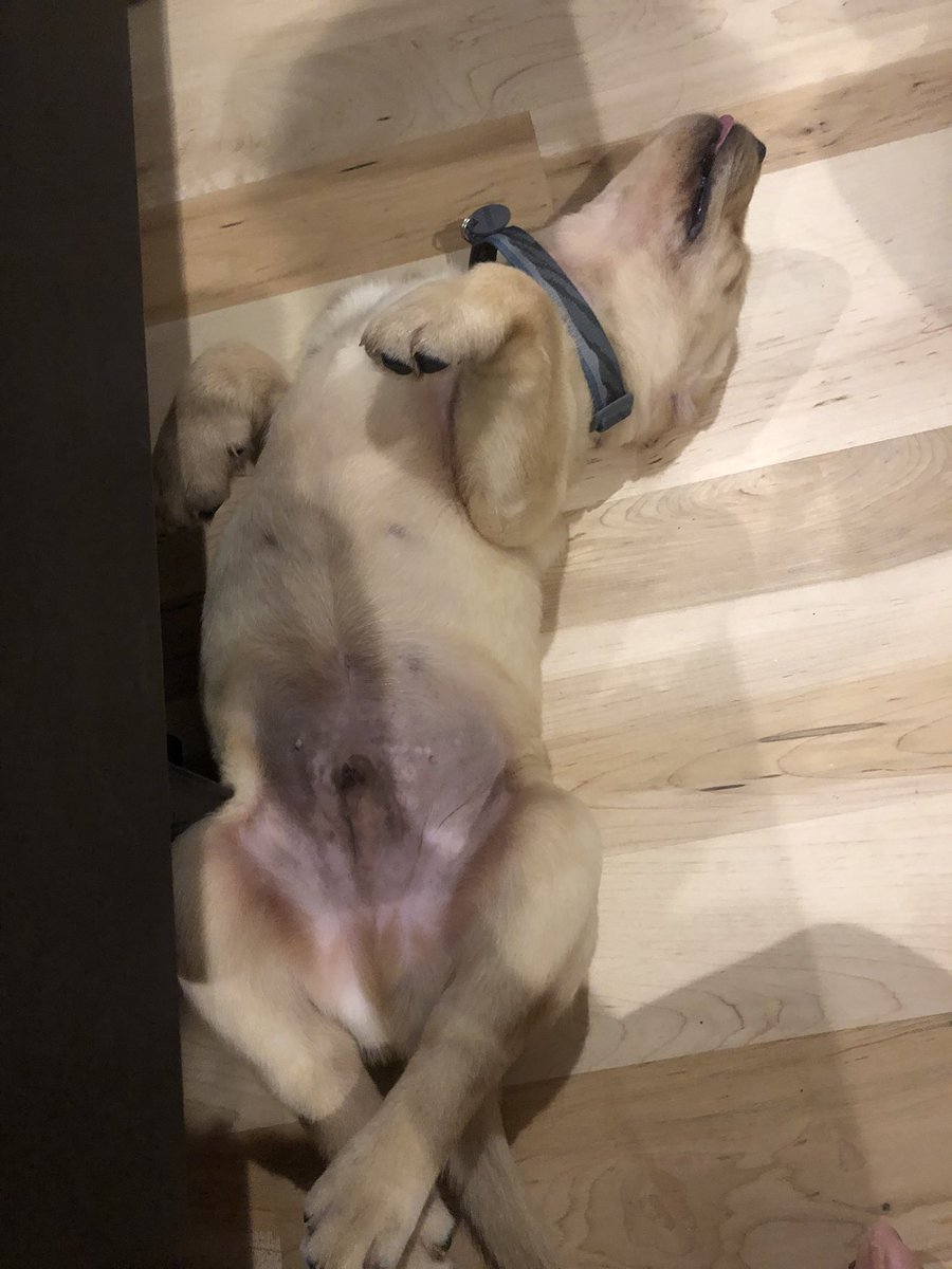 Meet the newest Nathanson- this is Hank! @DarylNathanson <a href="/nathanson09/">Mack Nathanson</a> <a href="/JakeNathanson1/">Jake Nathanson</a> #Forgelabradors