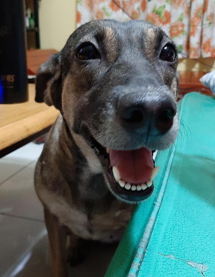 I lost my dog yesterday. I will miss you, Kira. I will miss your expressive face, your greetings in the morning and company while I work. I love you. Run free my baby! You will always be a good doggo. Drawing you helped a bit with the grieving. 