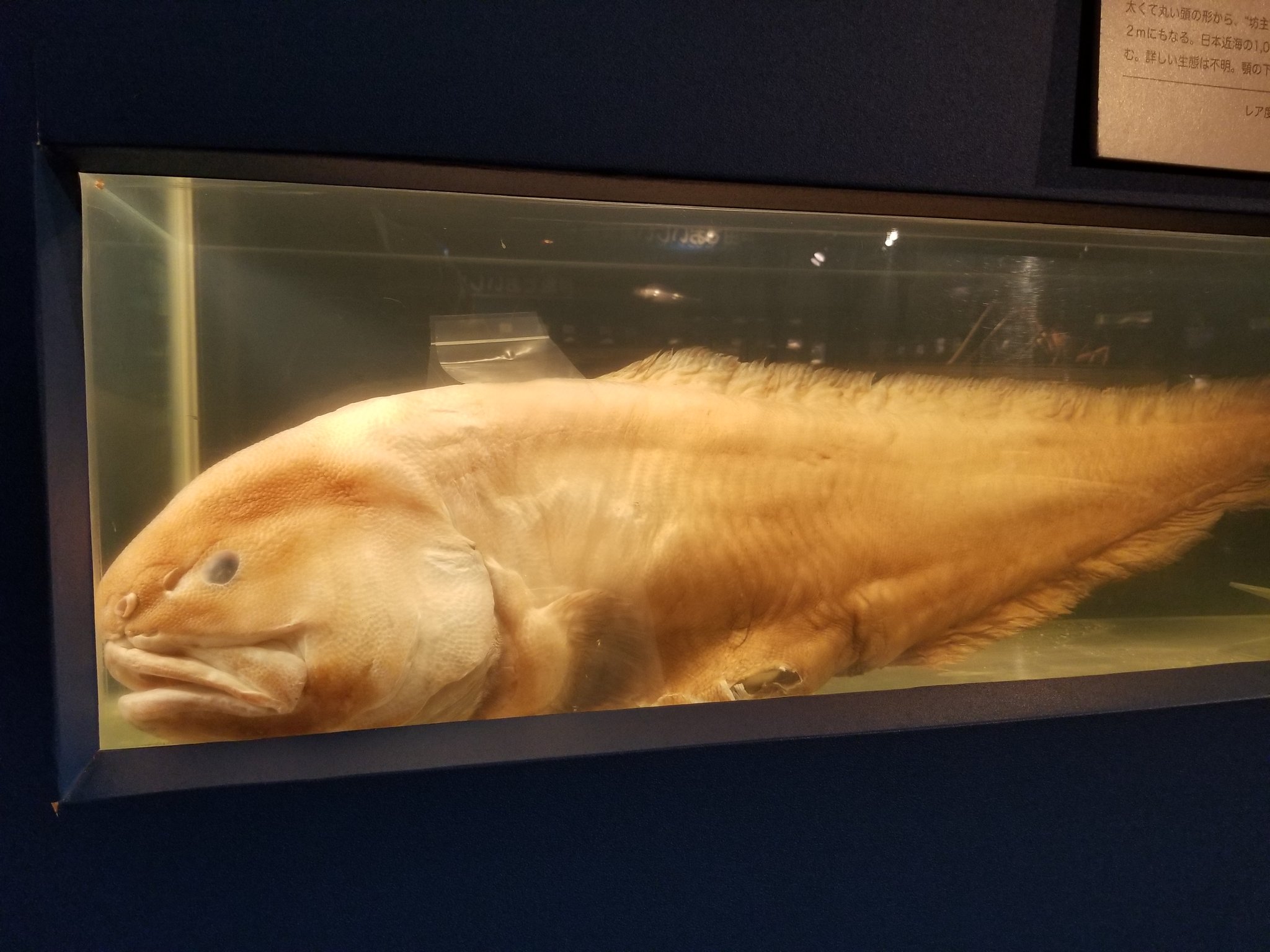 駿河湾深海生物館 Twitter Search Twitter