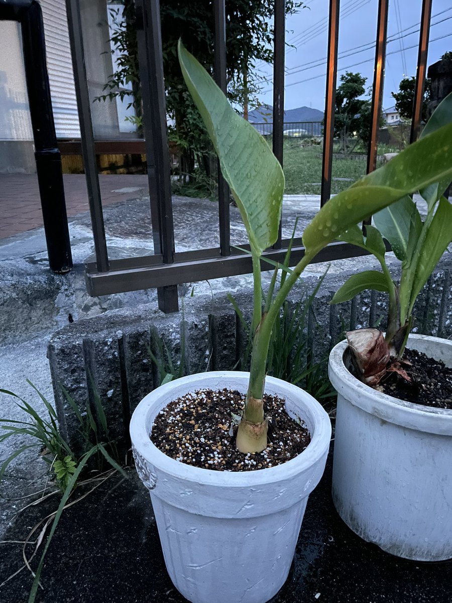 まっちゃん植物日記 21 08 14 本日のオーガスタ1号さん 1枚目が植え替えをした8 8 2枚目が今朝 育っているのだろうか オーガスタ1号 観葉植物 成長日記