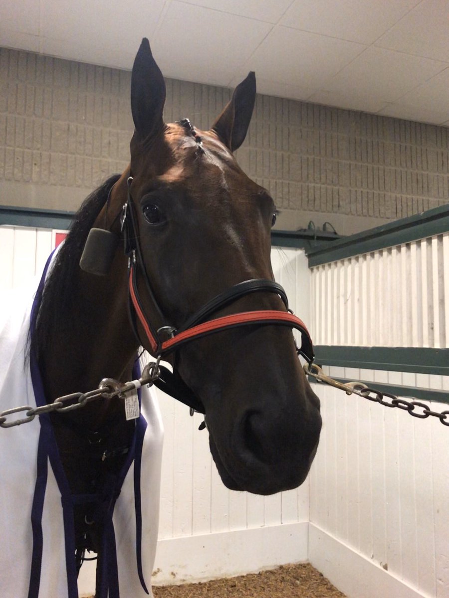 HoP_Racing's tweet photo. Brassy Hanover is as cool as can be in the front paddock, just another trip around his home track in #Patch28. #PlayHP https://t.co/XYHJJ1sP86