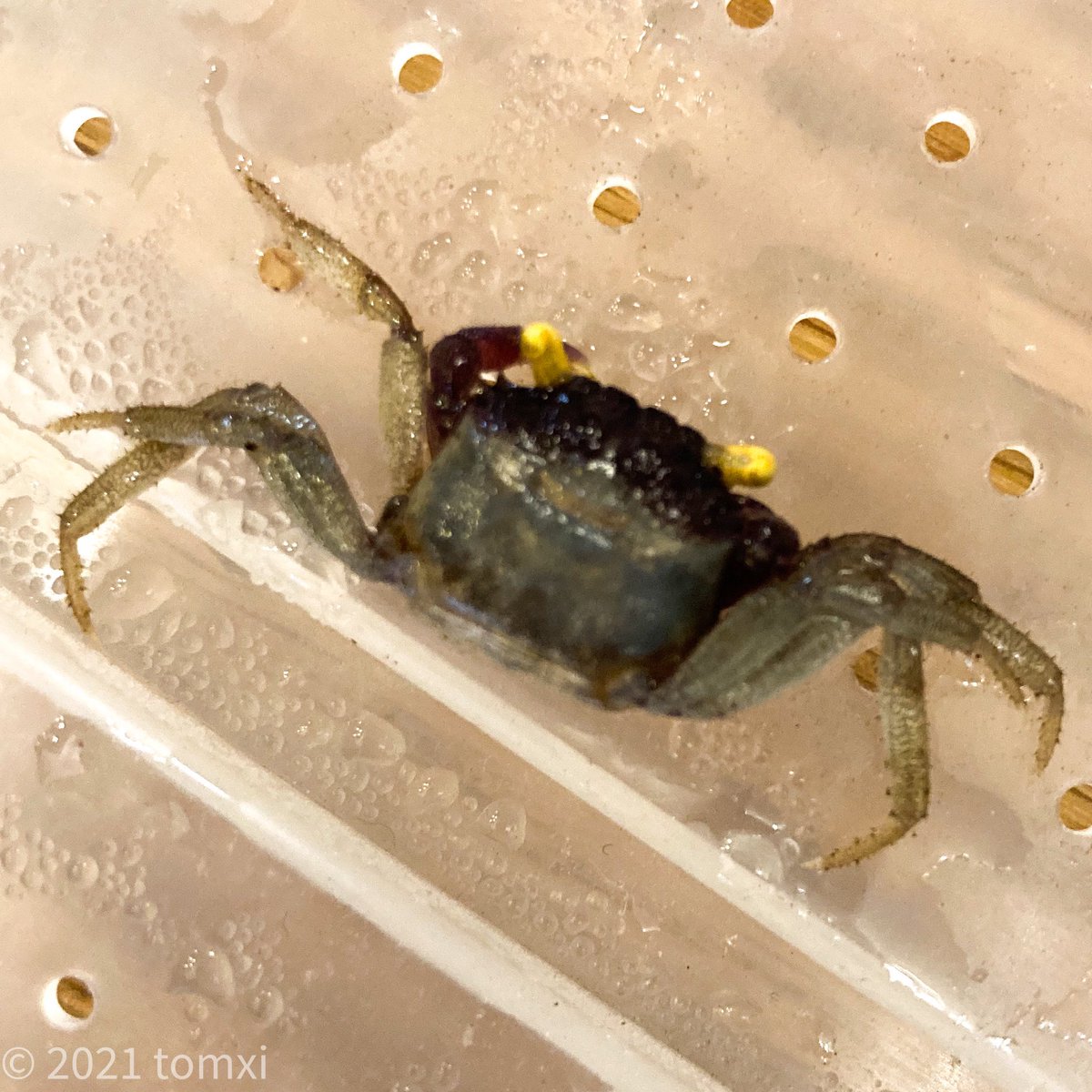 ポンコツ父ちゃん 生き物飼育垢 ハーフクリスタルのメスが卵を抱えて になってしまいました 卵はまだ生きているようなので緊急的に人工孵化に挑戦します この方法が正しいかは全くわかりません バンパイアクラブ カニ Vampirecrabs Geosesarma ポンコツ父ちゃん 生き物飼育垢 ハーフクリスタルのメスが卵を抱えて になってしまいました 卵はまだ生きているようなので緊急的に人工孵化に挑戦します この方法が正しいかは全くわかりません バンパイアクラブ カニ Vampirecrabs Geosesarma