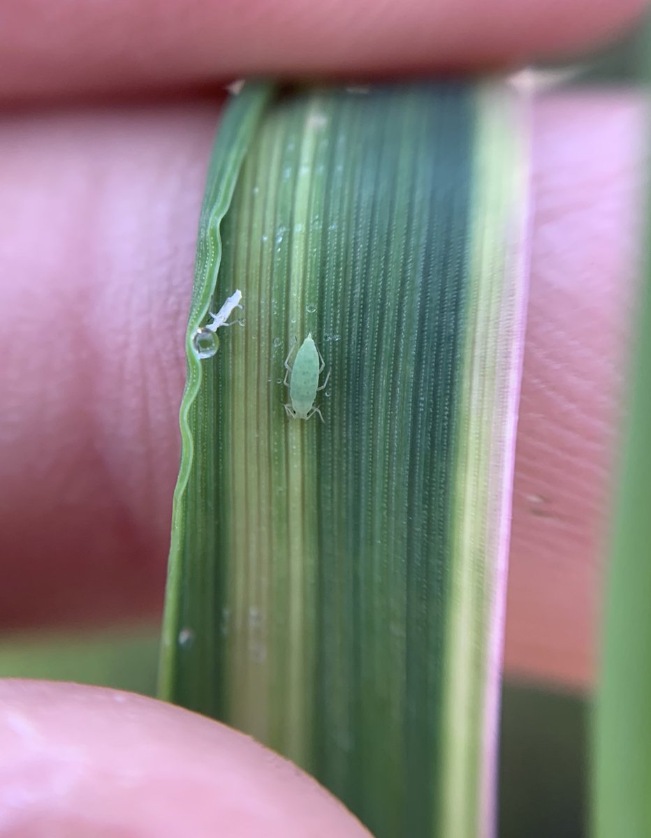 Seed dressing worn off after just under 10week from sowing. Is Imidacloprid stronger on RWA than Thiamethoxam? Seems to be. #rwa #russianbarleyaphid