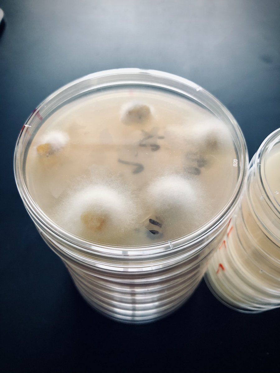 Zachariah Hansen tweet media