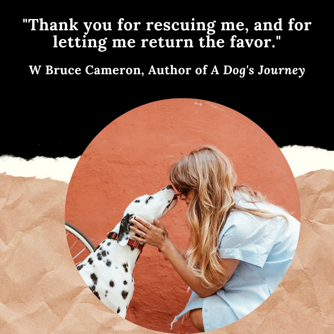 BatheToSave's tweet photo. Let's give our dogs a Thank-You kiss! 😘
Happy weekend!

#iloverescuedogs #bathetosave #hydrodogus #fureverhomefamily #doggrooming #rescuedogs #ilovedogs https://t.co/ZzL3POR3XE
