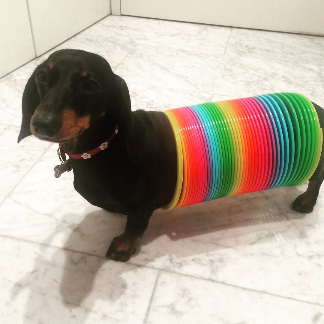 salsichinhas's tweet image. O melhor cosplay da história