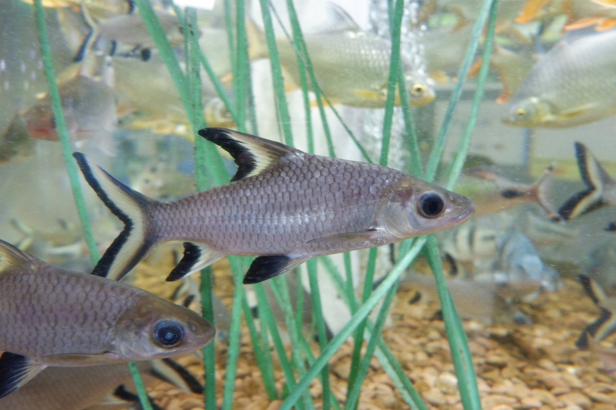 برچسب シルバーシャーク در توییتر