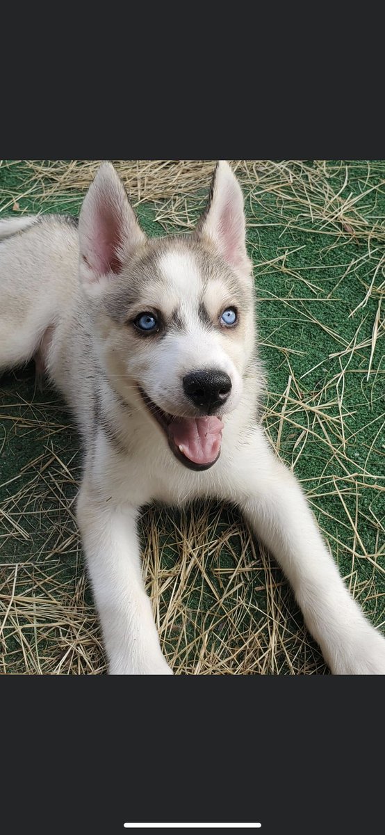 RyanRL97's tweet image. Got this little fella today, welcome home Ryker :)