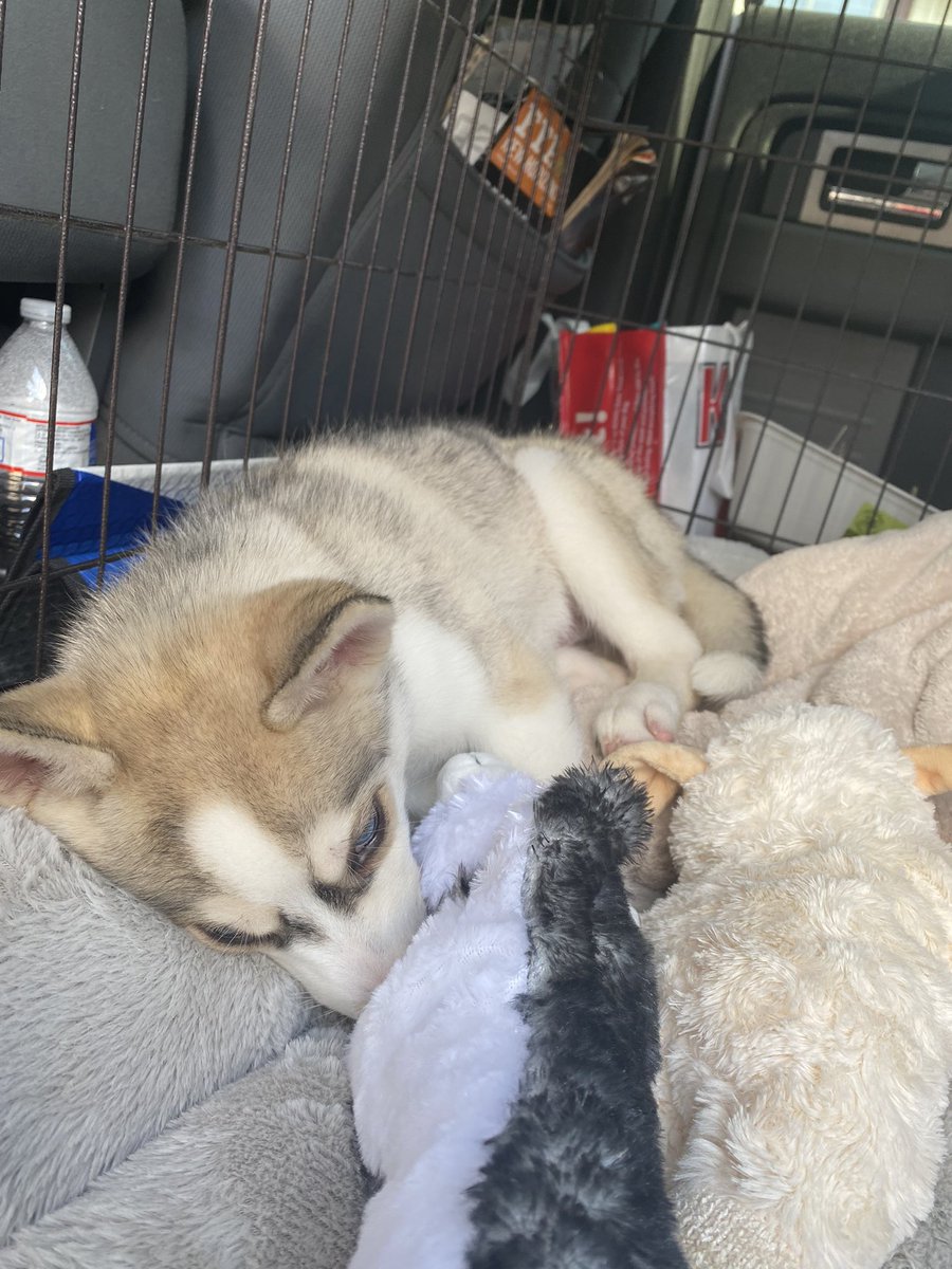 RyanRL97's tweet image. Got this little fella today, welcome home Ryker :)